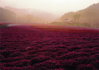 市貝町の芝ざくら公園
